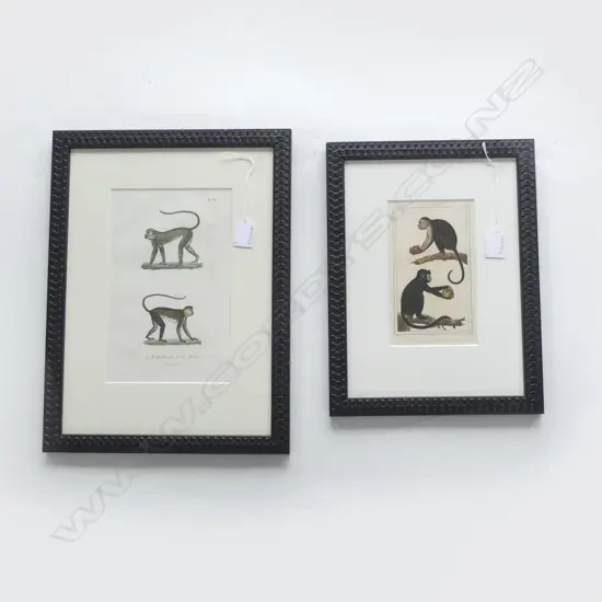 TWO FRENCH COLOURED ENGRAVINGS OF MONKEYS, 410 x 310mm (LARGEST)