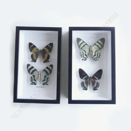 PR FRAMED BUTTERFLIES,  255 x 155 x 50mm