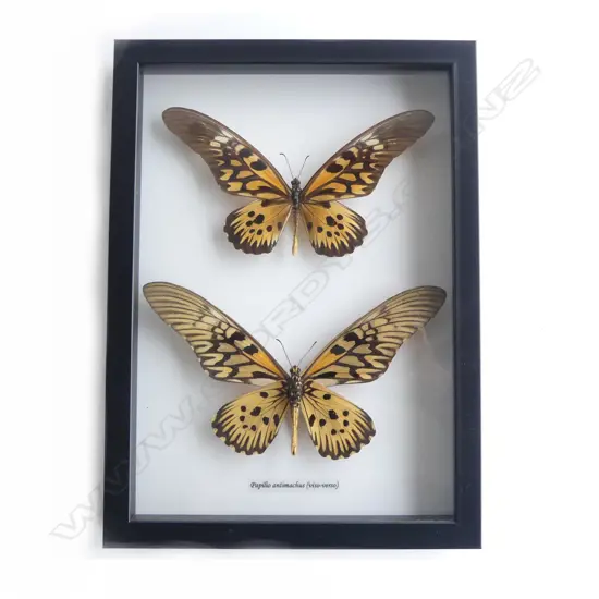 FRAMED PR BUTTERLIES, 300 x 220 x 30mm