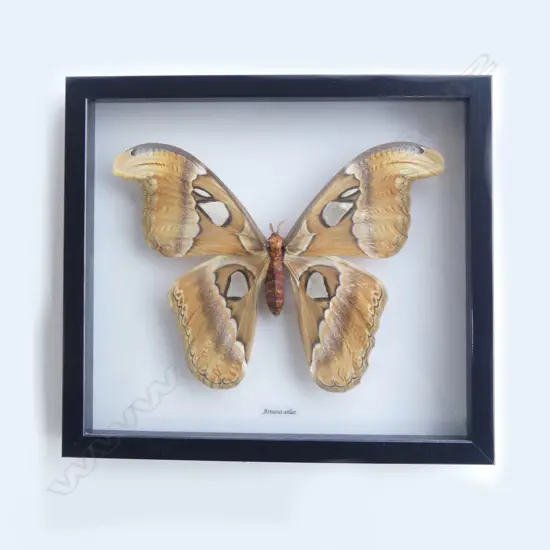 FRAMED BUTTERFLY, 260 x 280 x 30mm