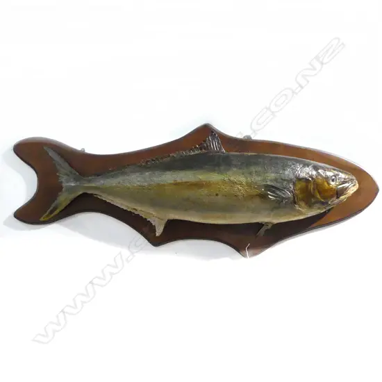 OLD TAXIDERMY KINGFISH L.1350mm on mounting board of same shape