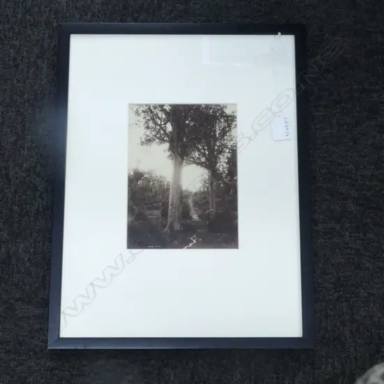 FRAMED PHOTO, KAURI TREES 190x140mm