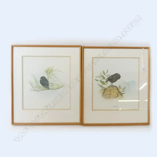 PR P. MORSE SIGNED NZ BIRD PRINTS; CHATHAM ISLAND BLACK ROBINS 320x285mm