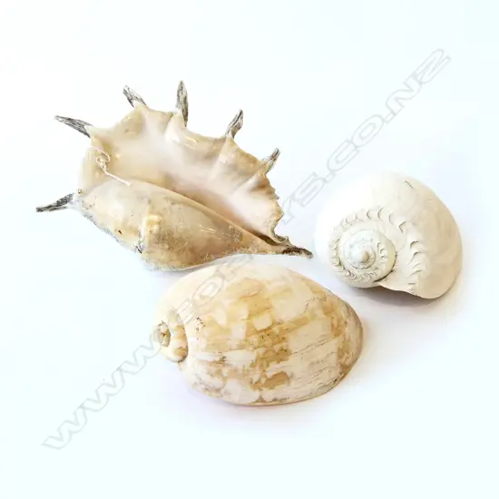 3 NATURAL WORLD PACIFIC GIANT SEA SNAIL SHELLS