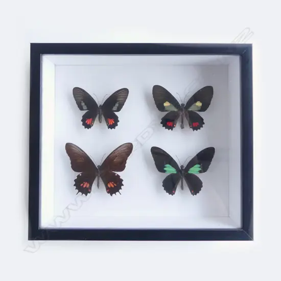 FRAMED QUARTET BUTTERLIES, 215 x 245 x 50mm