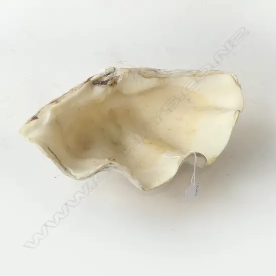 CLAM SHELL W.315mm