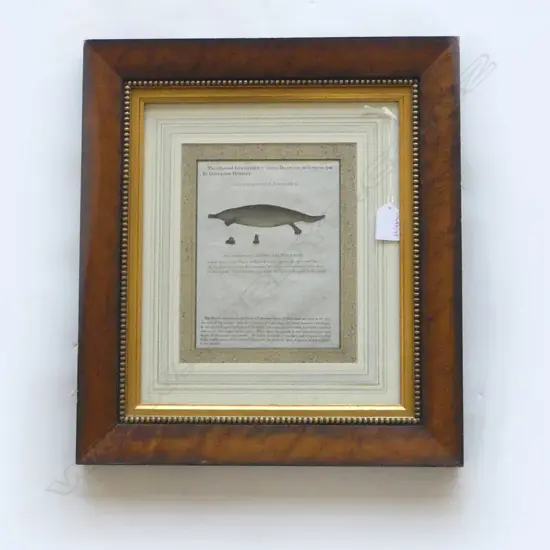 FRAMED ENGRAVING PLATAPUS H420 W370MM