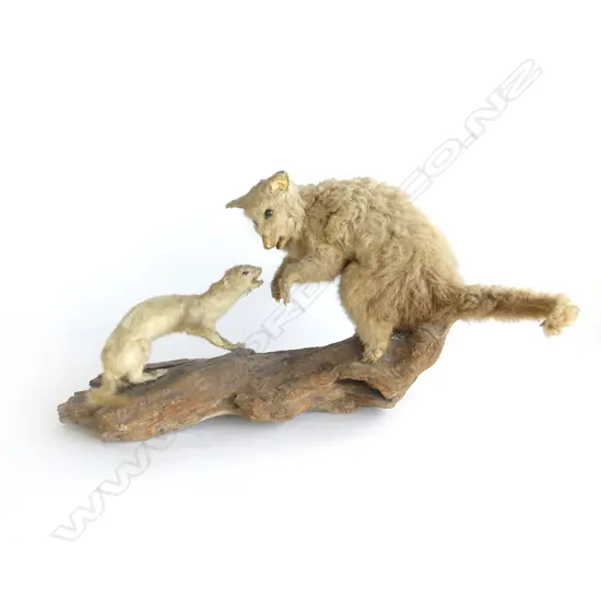 TAXIDERMY FERRET & POSSUM W.530mm