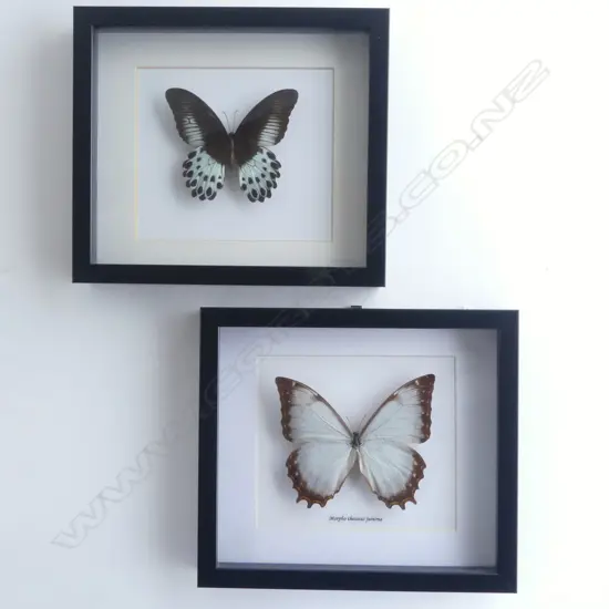 PR FRAMED BUTTERFLIES, 215 x 250 x 30mm