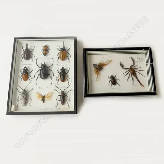 2 FRAMED INSECT SPECIMENS; 190x265 / 305x250mm