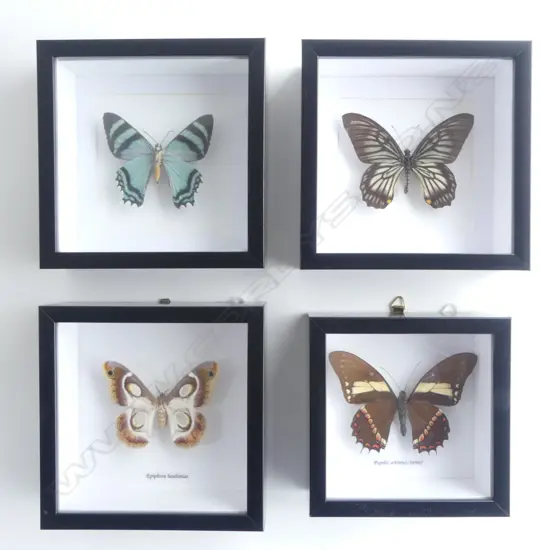 4 FRAMED BUTTERFLIES, 165 x 165 x 50mm
