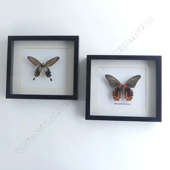 2 FRAMED BUTTERFLIES, 220 x 250 x 30mm