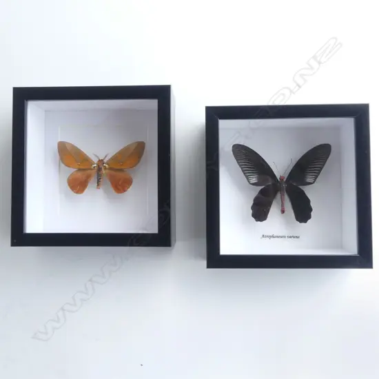 PR FRAMED BUTTERFLIES, 145 x 145 x 50mm