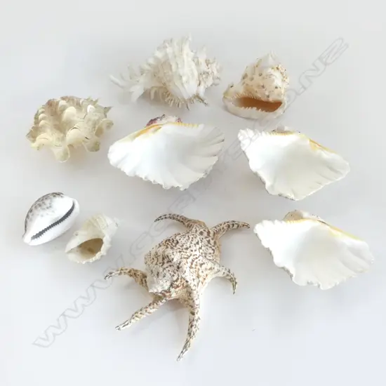 COLLECTION OF 9 TROPICAL PACIFIC OCEAN SHELLS 