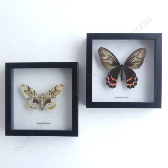 PR FRAMED BUTTERFLIES, 185 x 185 x 30mm
