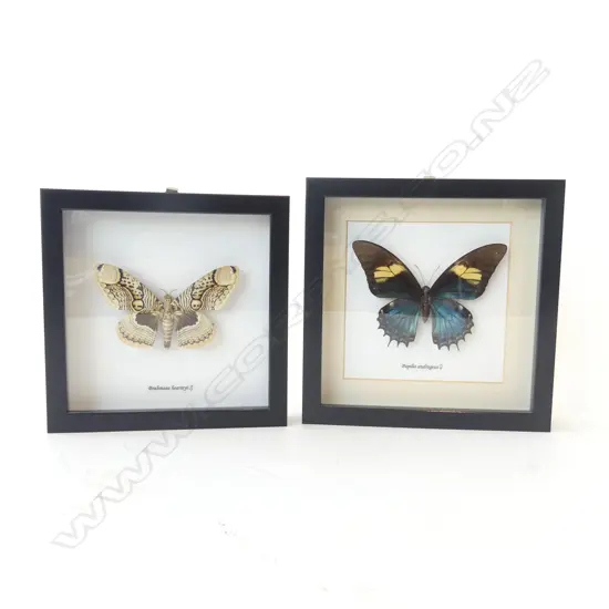 PR FRAMED BUTTERFLIES, 185 x 185 x 30mm