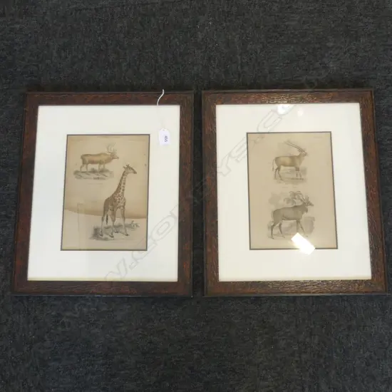 2 19thC LITHOGRAPHS, AFRICAN ANIMALS 300X370MM