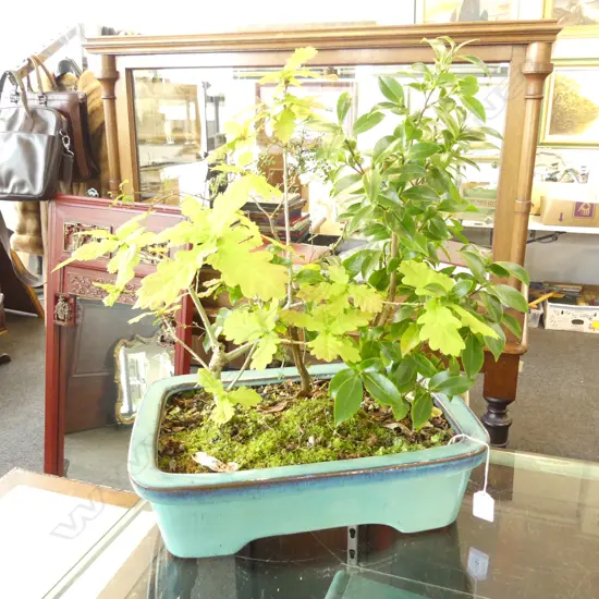 TREES IN BONSAI PLANTER H.550mm