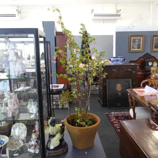BEGONIA FUCHSIOIDES FLOWERING PLANT IN TERRACOTTA POT H.1200mm