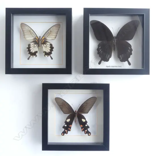 3 FRAMED BUTTERFLIES, 165 x 165 x 30mm