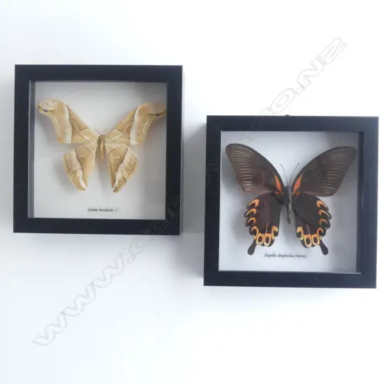 PR FRAMED BUTTERFLIES, 165 x 165 x 30mm