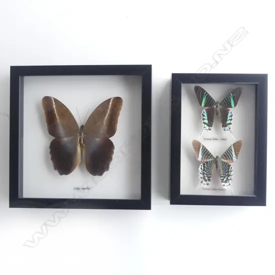 PR FRAMED BUTTERFLIES, SINGLE 215 x 215 x30mm, PR 195 x 140 x 30mm