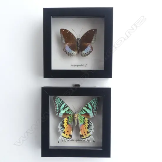 PR FRAMED BUTTERFLIES, 125 x 125 x 30mm