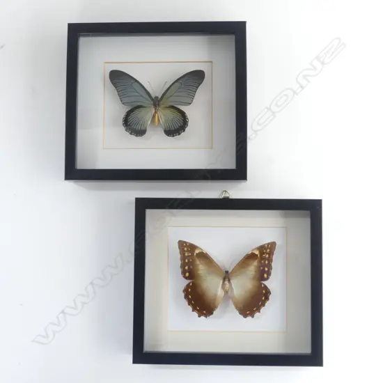 PR FRAMED BUTTERFLIES, 220 x 250 x 30mm