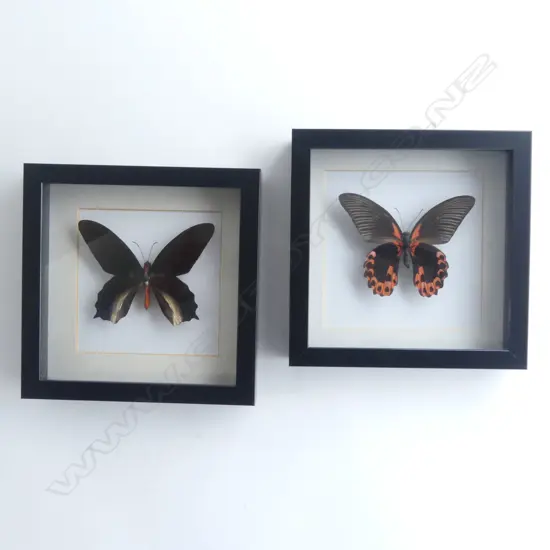 PR FRAMED BUTTERFLIES, 185 x 185 x 30mm