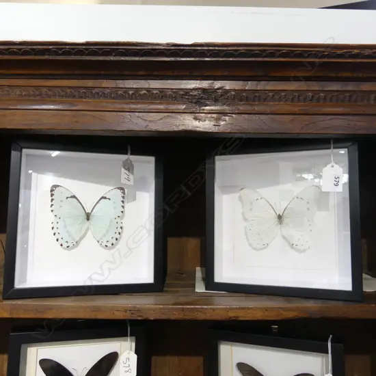 PR FRAMED BUTTERFLIES, 200 x 200 x 50mm