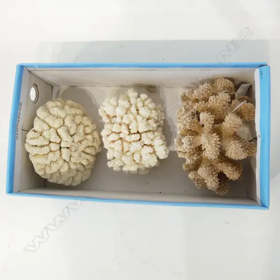 3 PCES CORAL