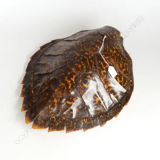 VINTAGE TURTLE SHELL as used in the pacific as a calendar. L.440mm. Minor loss at top