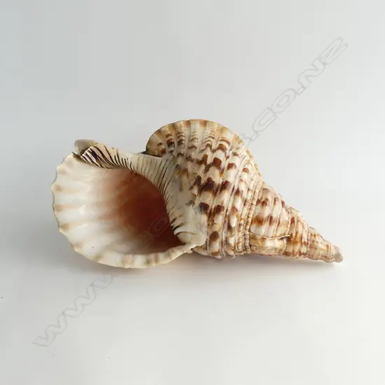 LARGE TRITON SHELL IN GOOD CONDITION L.370mm