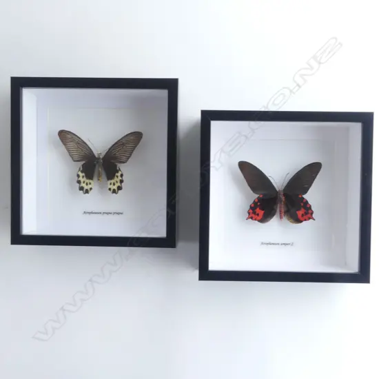 PR FRAMED BUTTERFLIES, 200 x 200 x 50mm