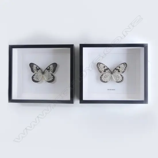 PR FRAMED BUTTERFLIES, 215 x 250 x 50mm