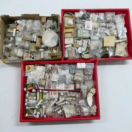 3 TRAYS OF ASST. SMALL SEA SHELLS