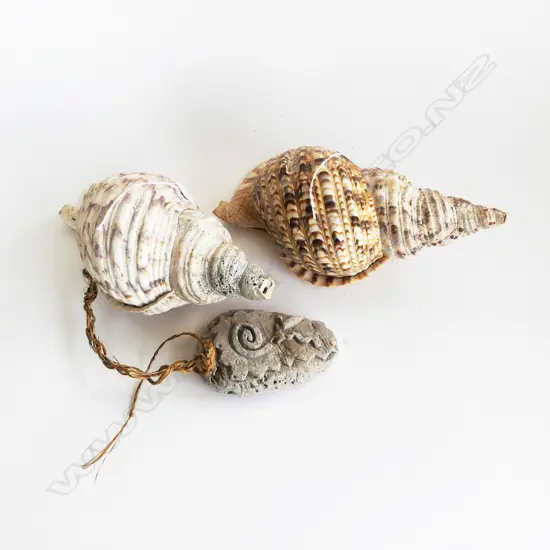 2 TRUMPET CONCH SHELLS L.345mm longest