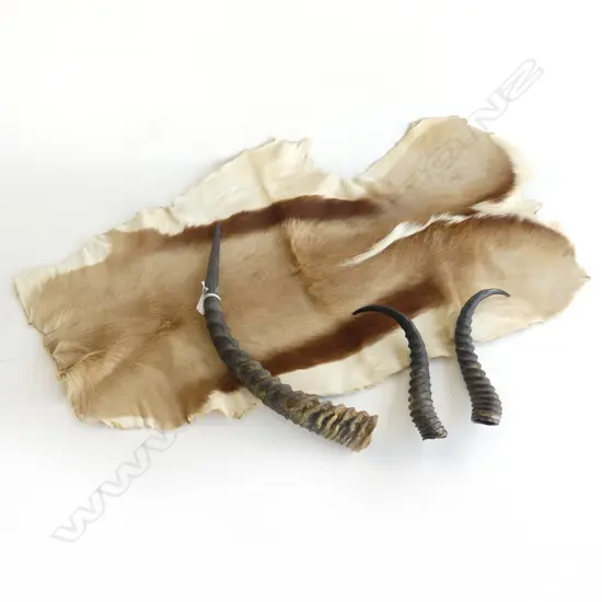 (C050) NAMIBIAN SPRINGBOK HIDE (800mm) WITH PR HORNS & RED LECHWE SGL HORN (LGST 420mm). Namibia1999