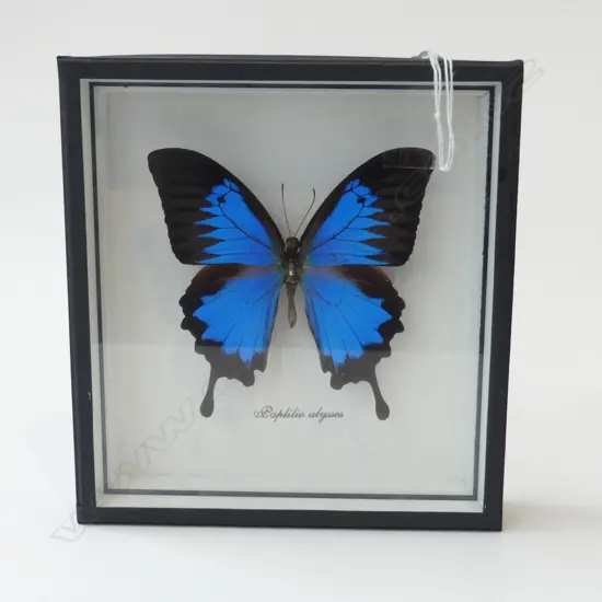 FRAMED BUTTERFLY 'PAPILIO ALYSSES' 185x175mm overall