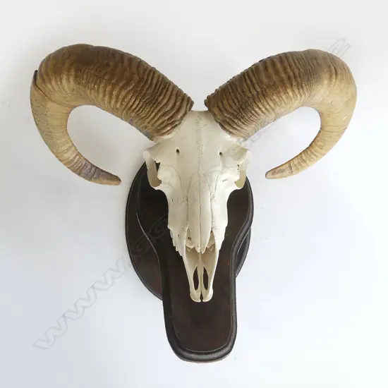 (C007) IRANIAN RED SHEEP SKULL fully mounted with horns on  wooden base Dim. 400 x 450 x 400mm. Texas 1998