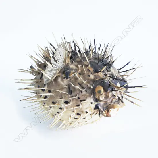 PUFFERFISH L.250mm