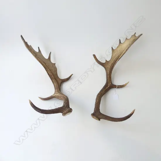 PR DEER ANTLERS L.480mm