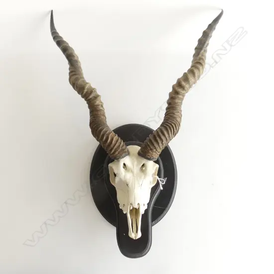 (C008) BLACK BUCK SKULL WITH LG SPIRAL HORNS fully mounted on wooden base Dim. 600 x 450 x 200mm. Texas 1996
