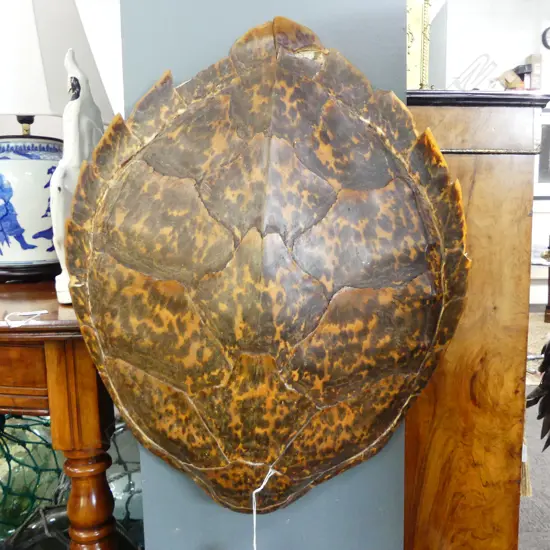 LG TURTLE SHELL L.530mm