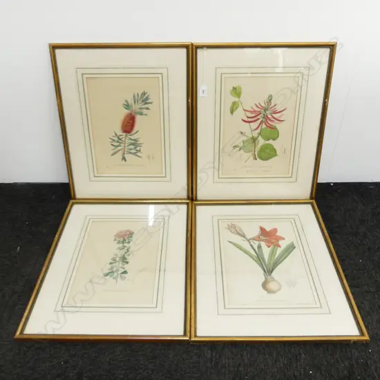 4 FRAMED BOTANICAL PRINTS 330x240mm