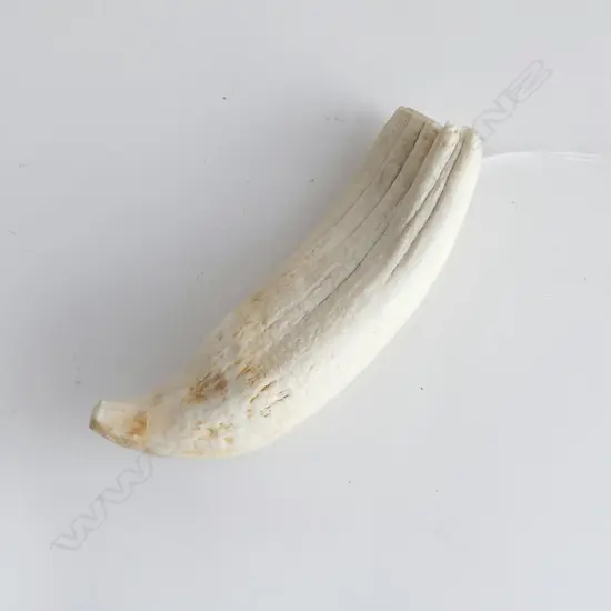 TABUA; With Natural Ground Point, L.150mm