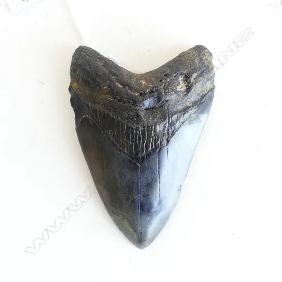 FOSSILISED SHARK TOOTH L.100mm