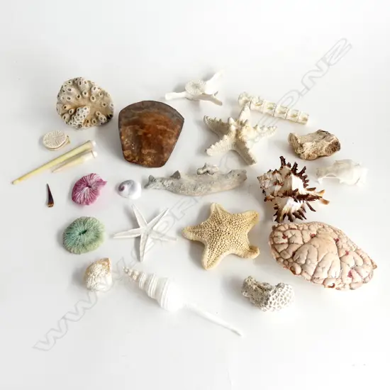 COL. SHELLS, STARFISH, BONES, etc