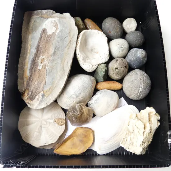 SMALL BOX ROCKS SHELLS & FOSSILS