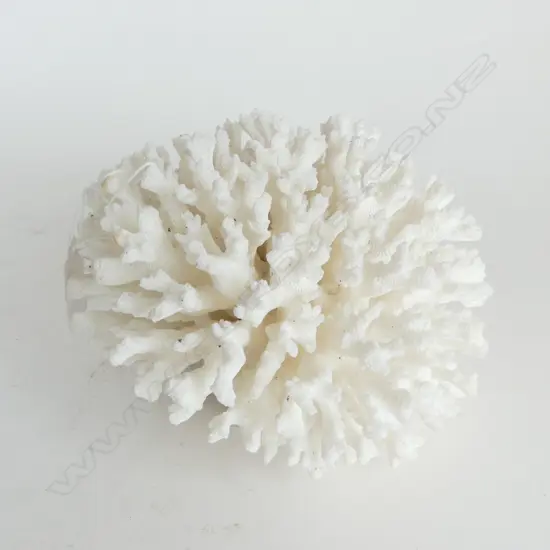 LG. WHITE CORAL CLUSTER W.160mm